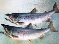 【エイプリルフール】ネイティブ 全裸シリーズ第一弾「鮭 -全裸Ver.-」発売決定の画像