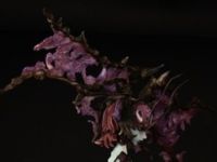 「デビルマンレディー～The Extreme Devil～」 フィギュア【オルカトイズ】の画像