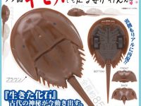 【ガチャガチャ12月】「プルバックカブトガニ」「魔法陣輪転懐中時計」「ラジカセとCDラジカセ」ほか12月発売【ミニチュア】の画像