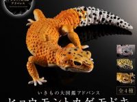 【ガシャポン】「いきもの大図鑑アドバンス ヒョウモントカゲモドキ」オンラインガシャポンで販売開始の画像