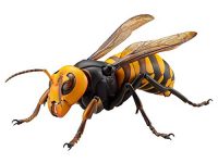 【海洋堂】リボジオ「オオスズメバチ」可動フィギュア 再販決定の画像