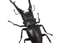 【海洋堂】REVO GEO「ギラファノコギリクワガタ」可動フィギュア 予約開始の画像